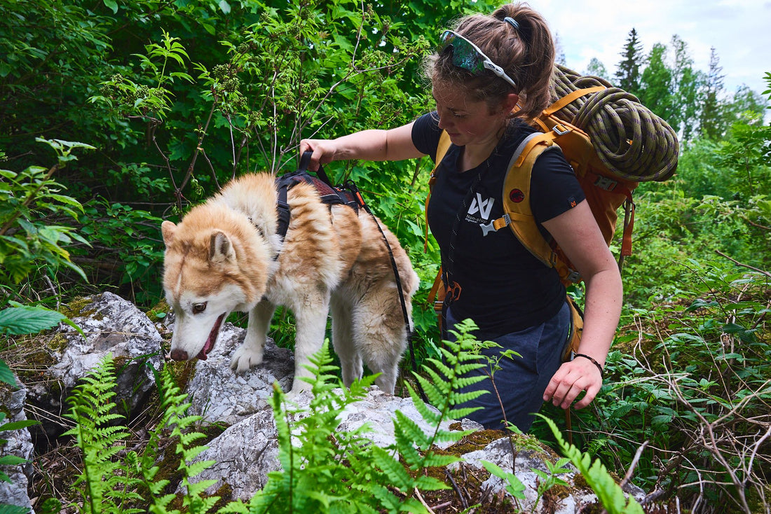 Vorbereitung auf eine Wandertour mit Hund