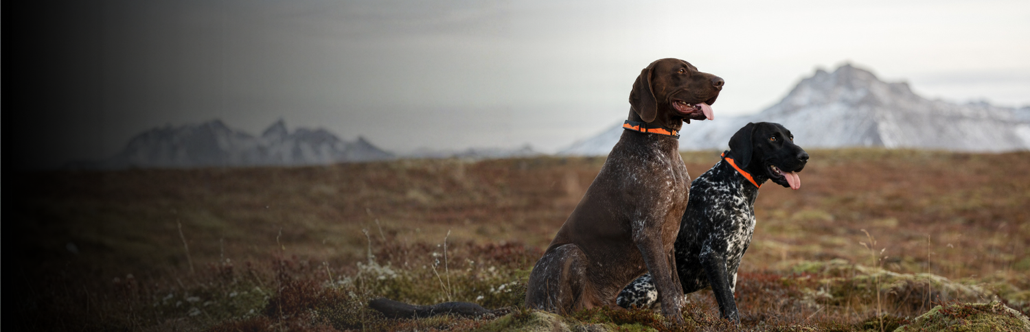 Halsbänder für Hunde