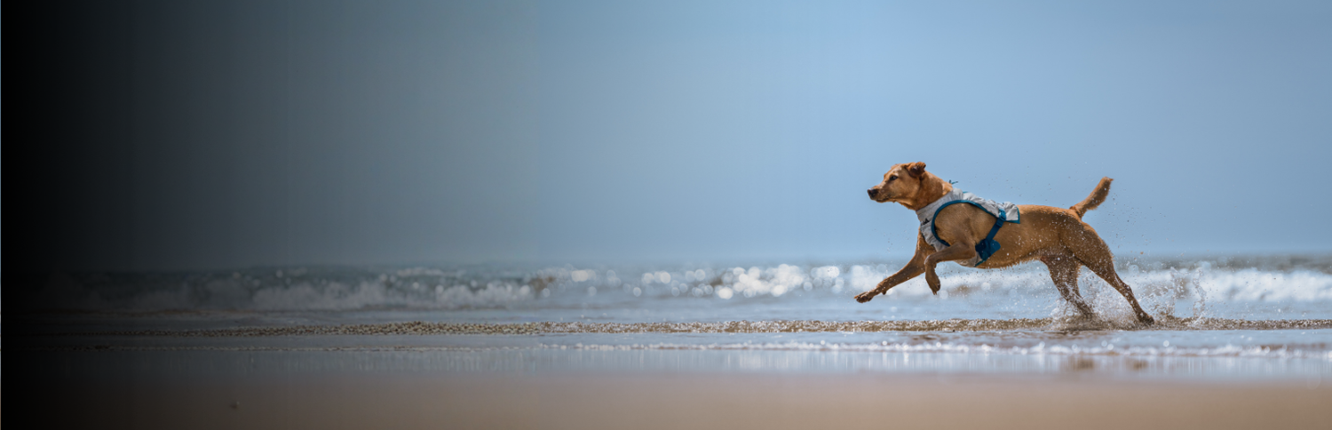 Hunde Kühlwesten