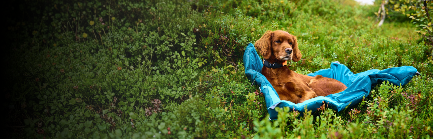 Hundebetten für Outdoor & Camping