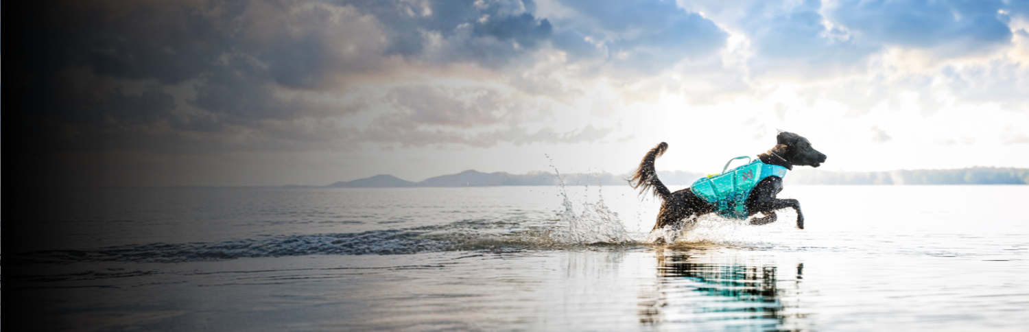 Hunde Schwimmwesten