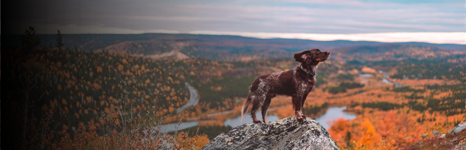 klick Halsbänder für Hunde