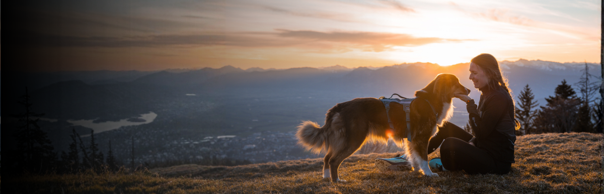 Sicherheitsgeschirre für Hunde