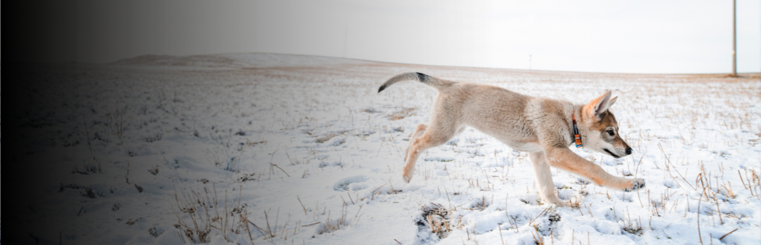 Verstellbare Halsbänder für Hunde