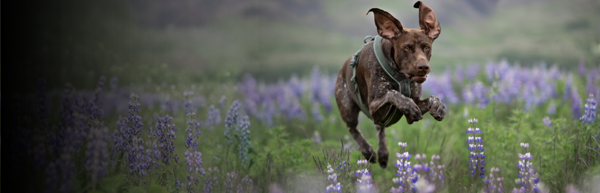 Hund mit Alltagsgeschirr