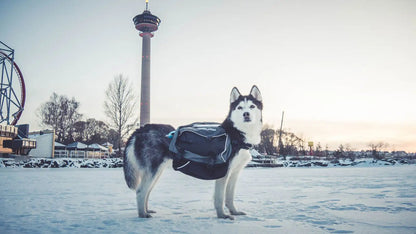 Hunde Packtaschen