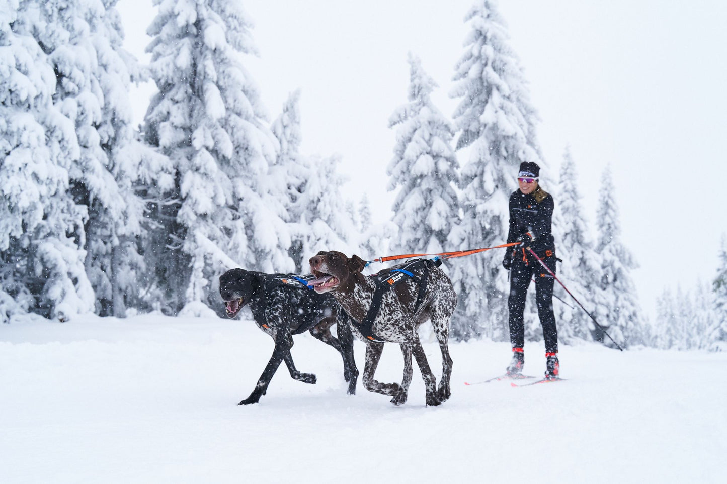 skijring zwei Hunde