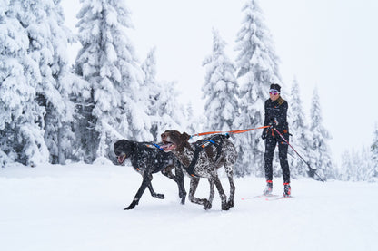 skijring zwei Hunde