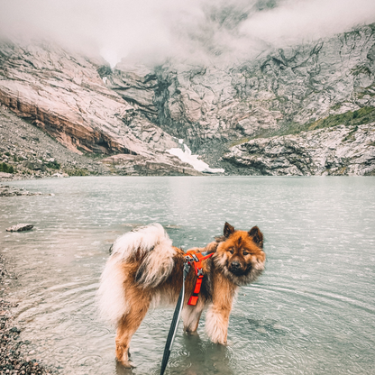 Strong leash