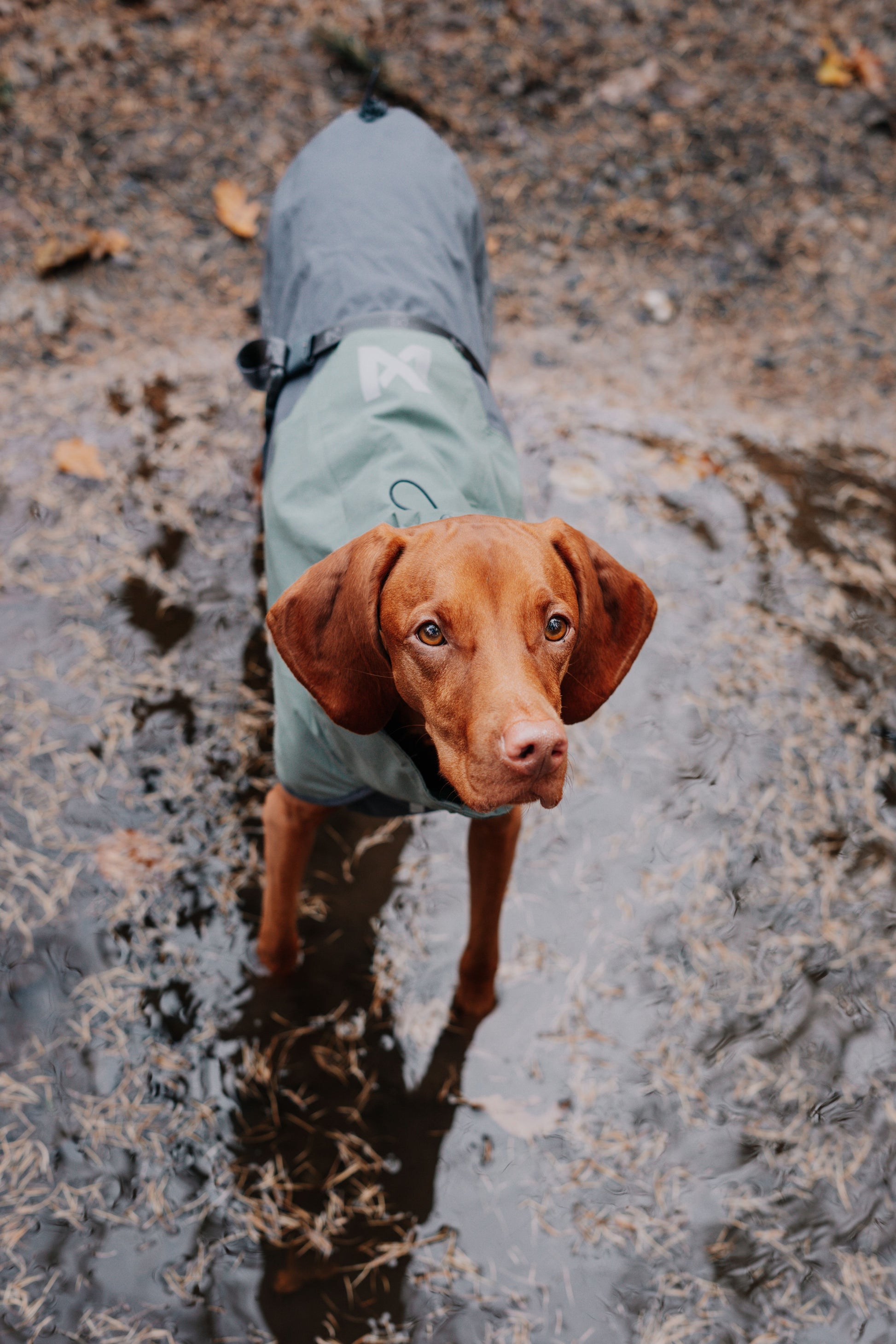 Hund im wasser