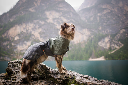 Hunde bei Regen