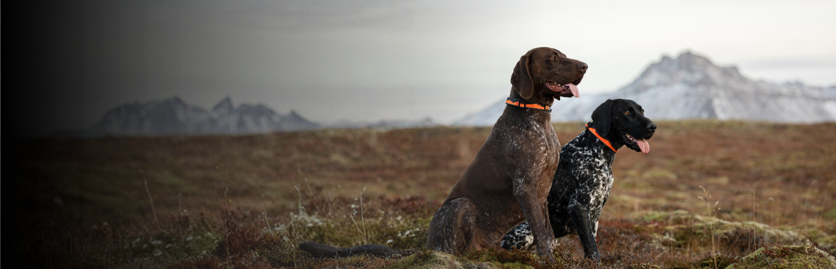 Hund mit Halsband unterwegs