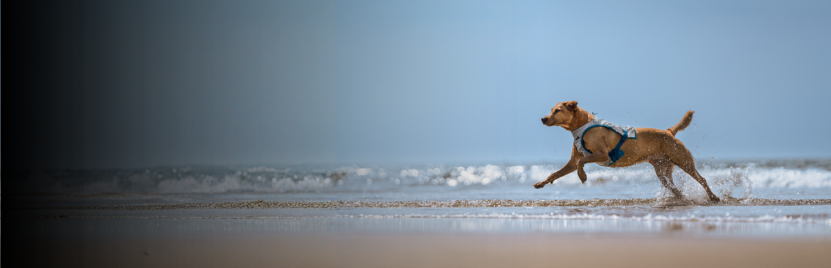 Hund mit Kühlweste im Sommer