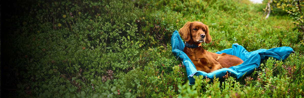 Hund auf mobilem Hundebett