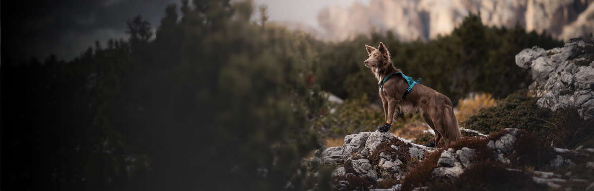 Hund mit Hundegeschirr beim Wandern