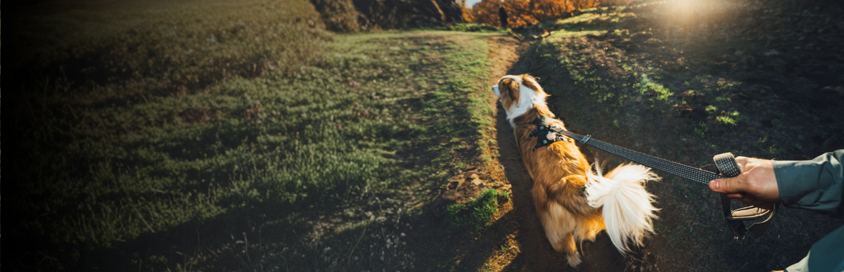Hund mit Hundeleine unterwegs
