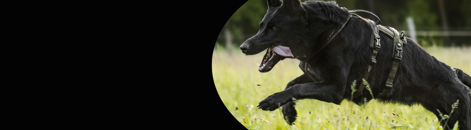 Working dog