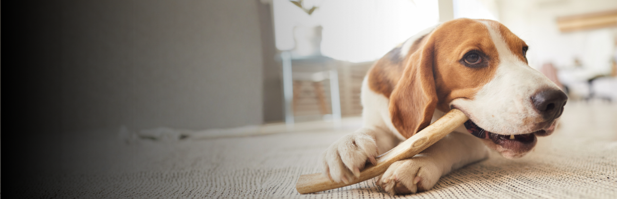 Kauartikel für Hunde