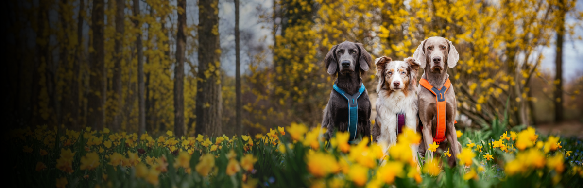 Non-stop dogwear Outlet