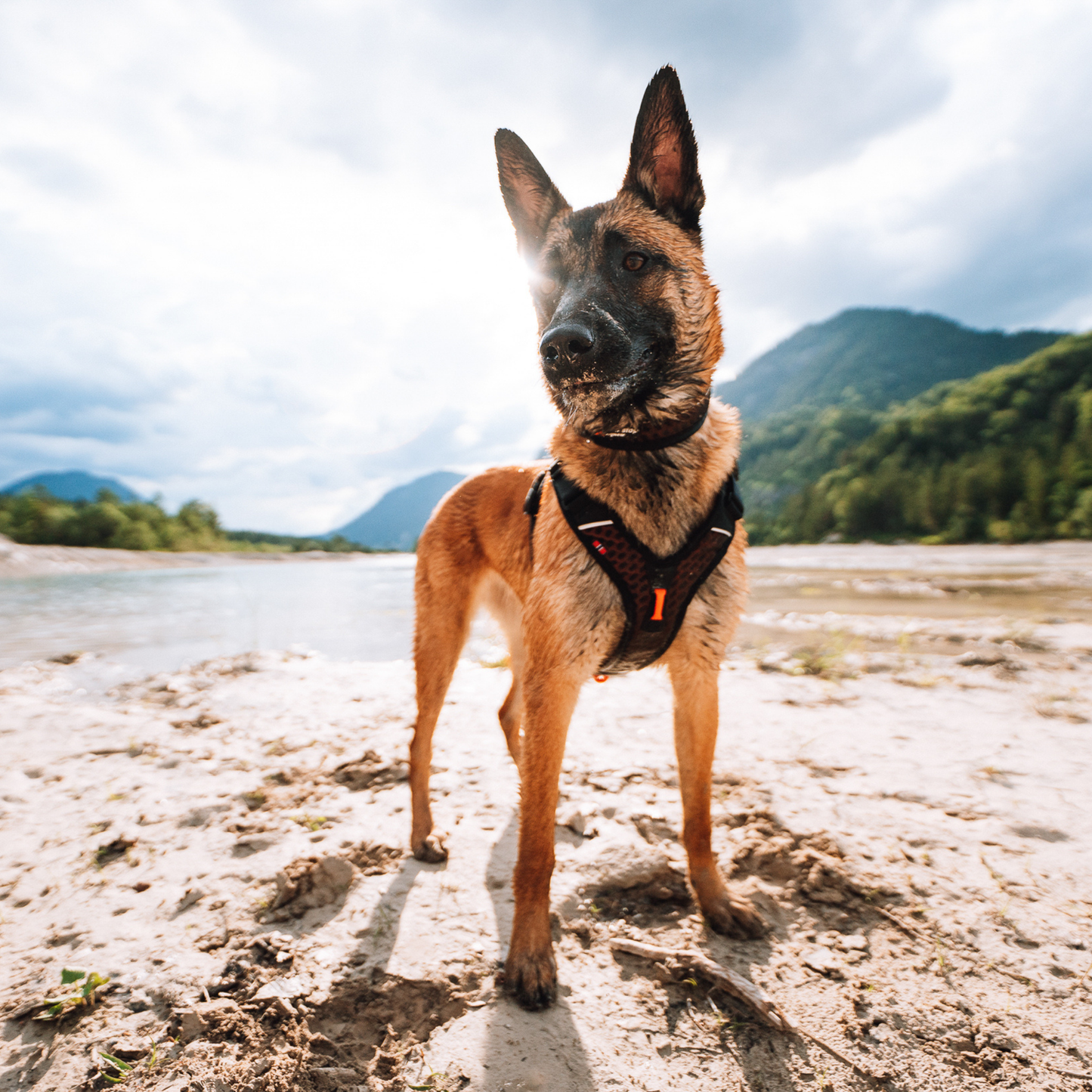 Rock adjustable collar