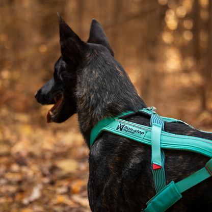 Hund läuft mit Non-stop Dogwear Freemotion Harness 5.0 Zuggeschirr im Zughundesport