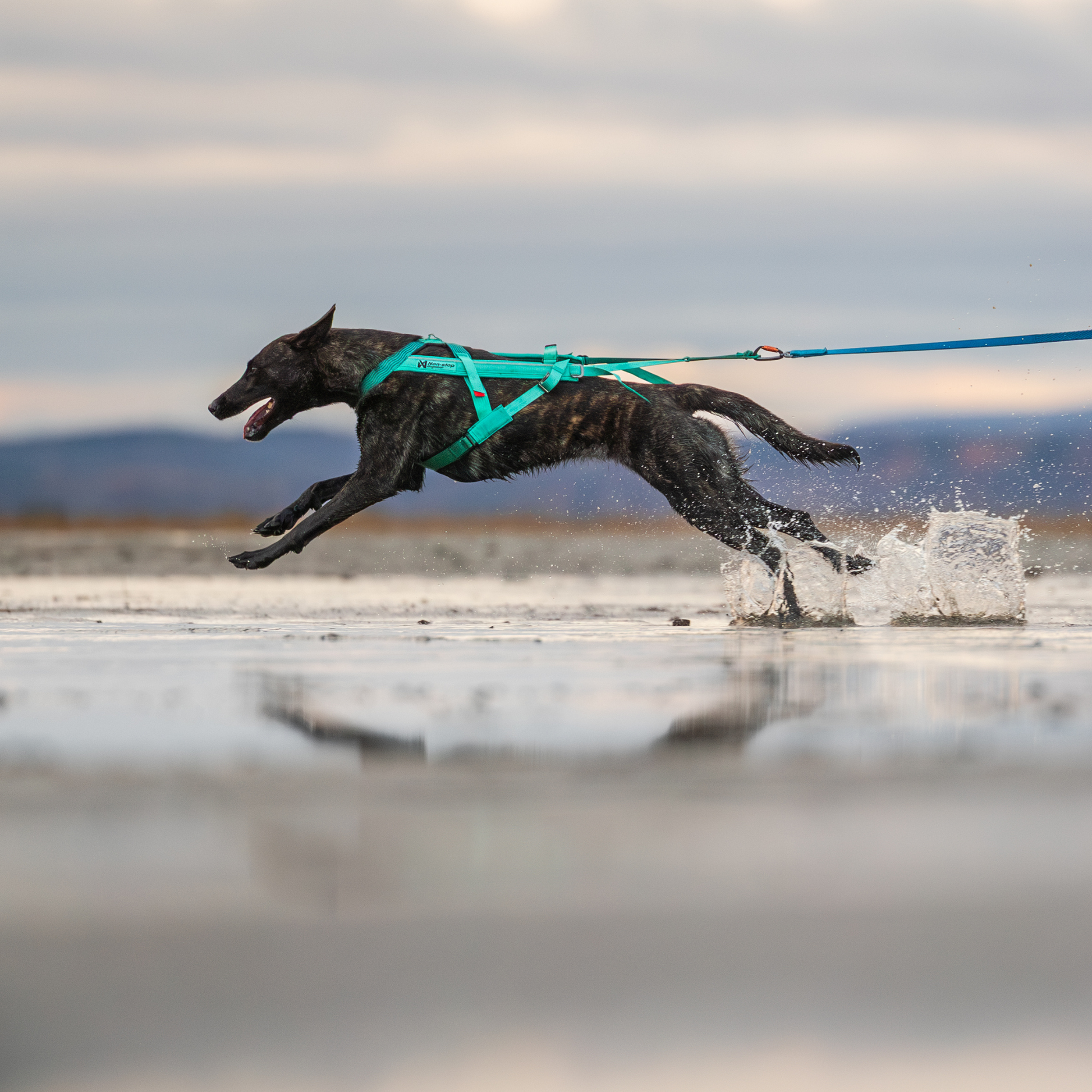 Zughundesport Canicross mit Non-stop Dogwear Freemotion Harness 5.0 Geschirr