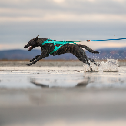Zughundesport Canicross mit Non-stop Dogwear Freemotion Harness 5.0 Geschirr