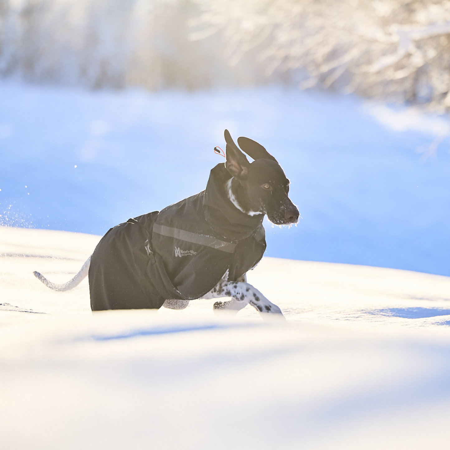 Trekking insulated dog jacket