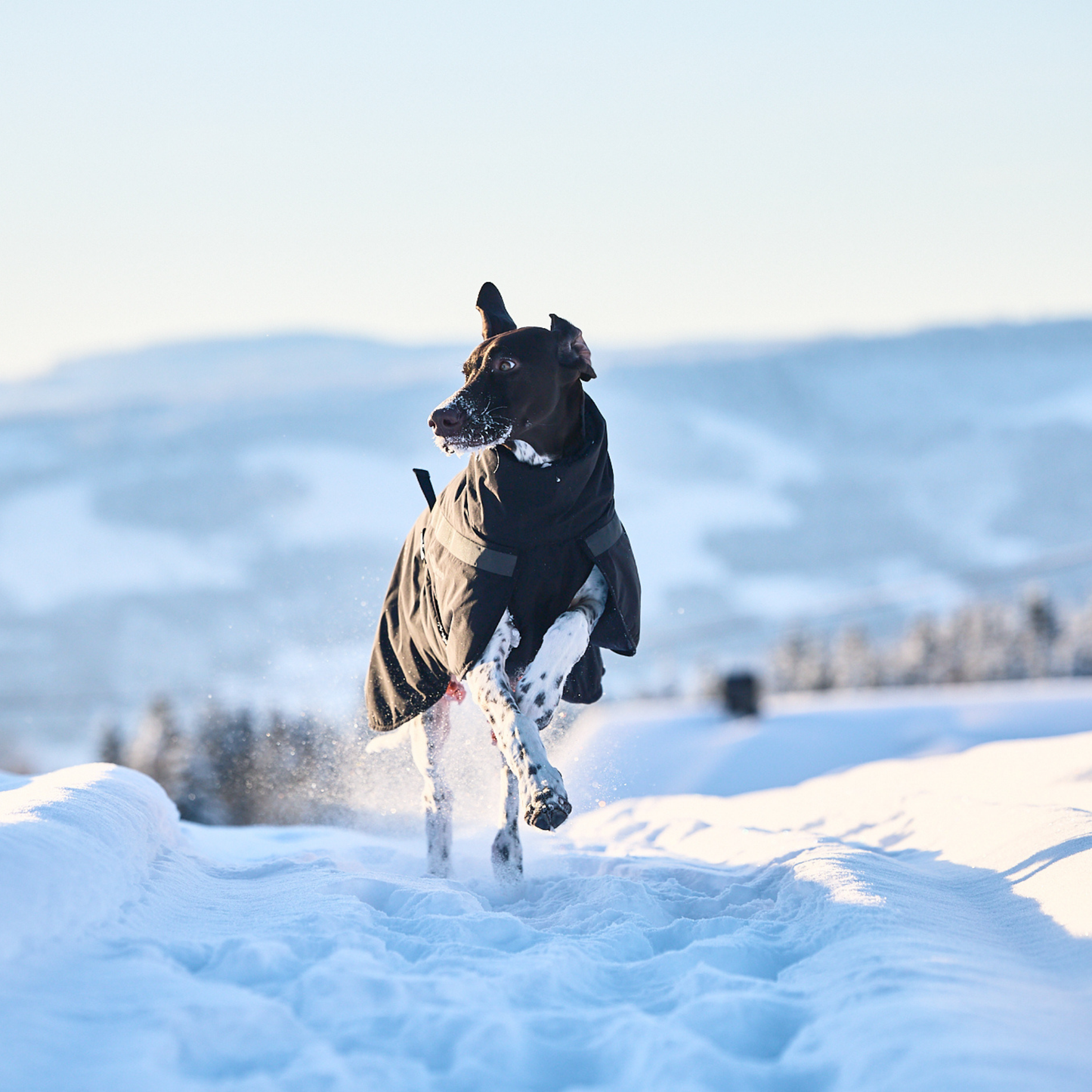 Trekking insulated dog jacket