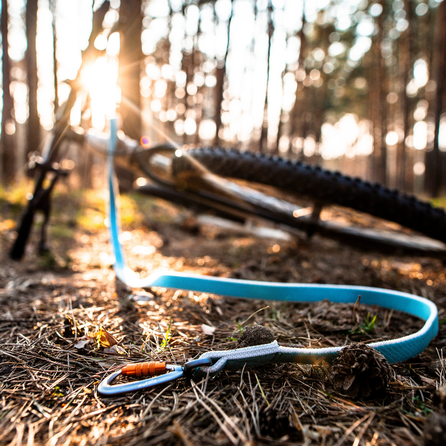 Bungee leash