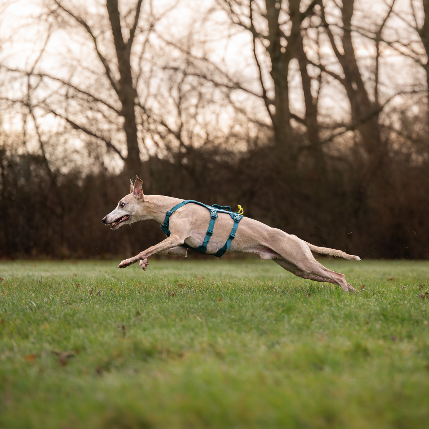 Outdoor Wanderung mit Hund und Non-stop Dogwear Ramble Harness Long