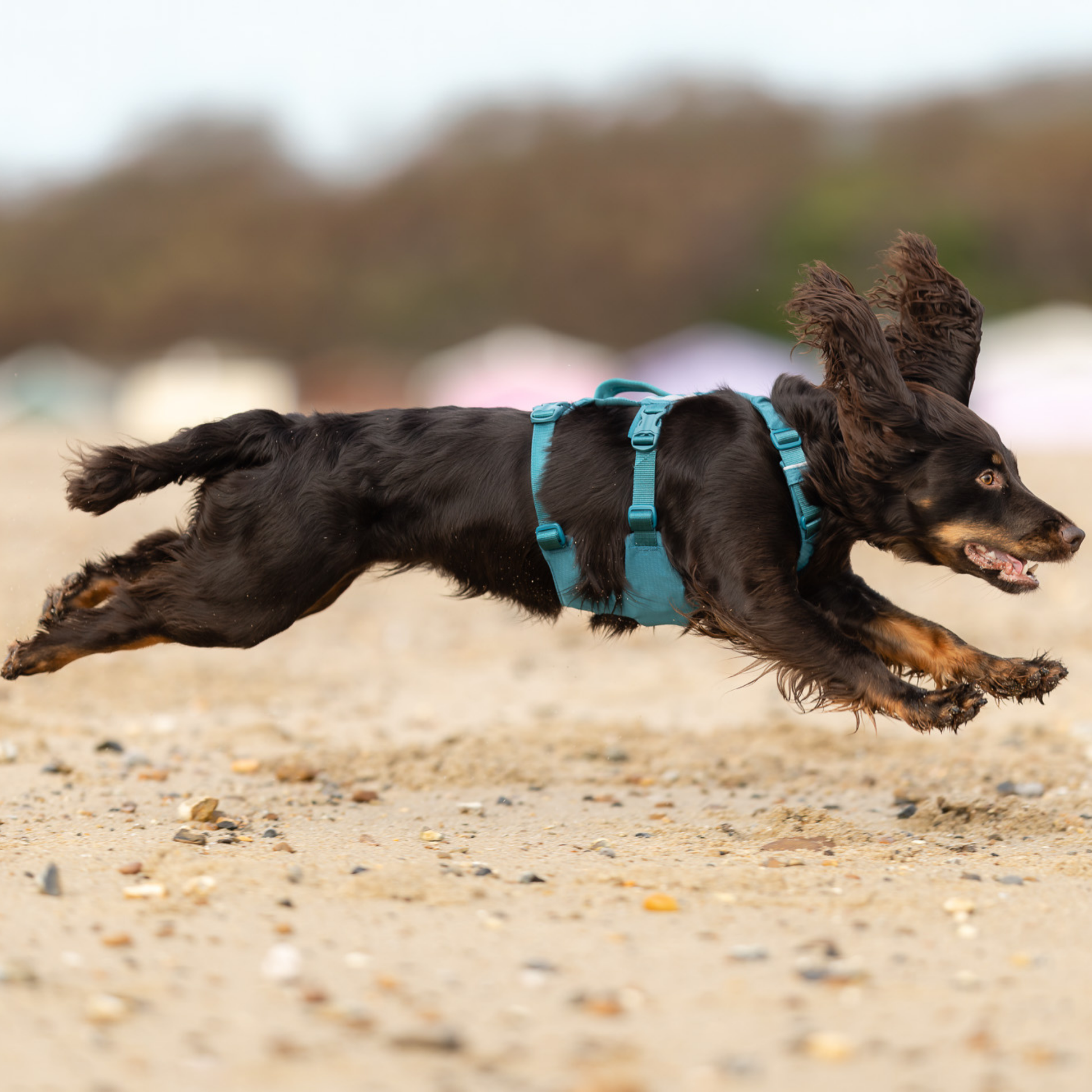 Hund wandert im Gelände mit Non-stop Dogwear Ramble Harness Long