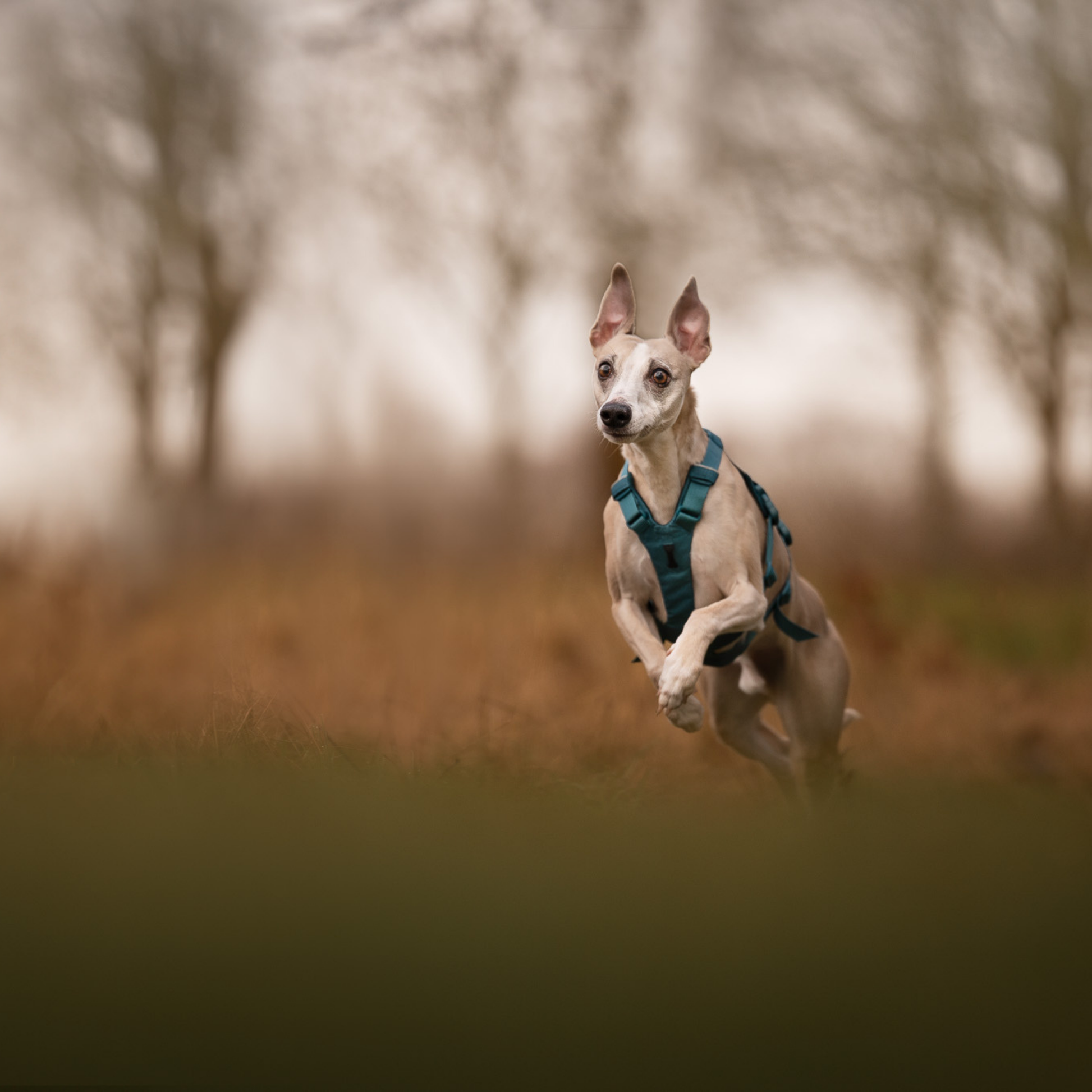 Aktiver Hund im Park mit Non-stop Dogwear Ramble Harness Long