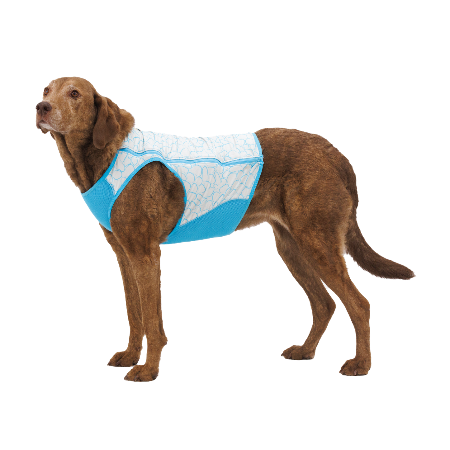 Swamp Cooler Zip™ Cooling Dog Vest