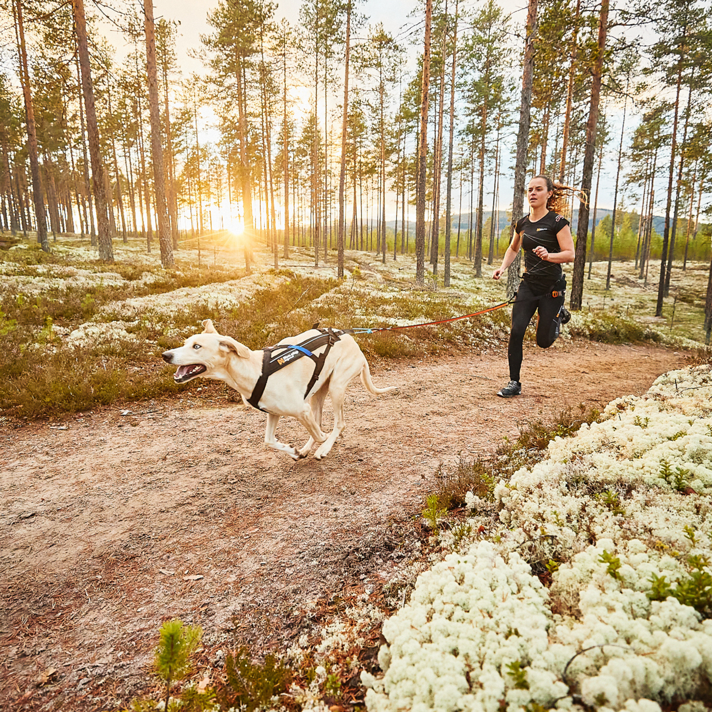 Canicross Starter Set