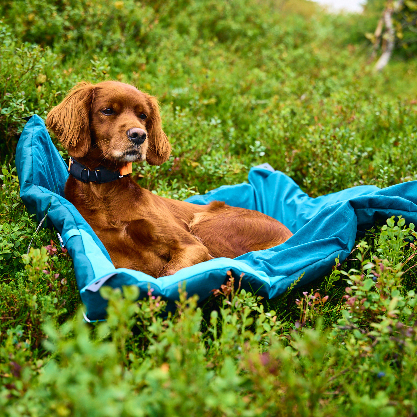 Trekking dog bed