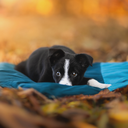 Trekking dog bed