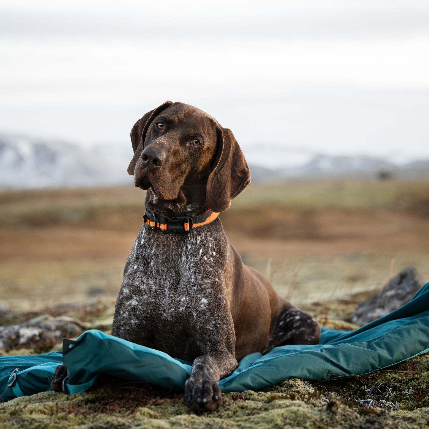 Trekking dog bed