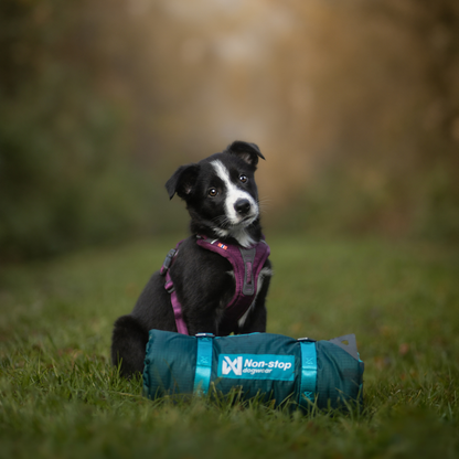Trekking dog bed
