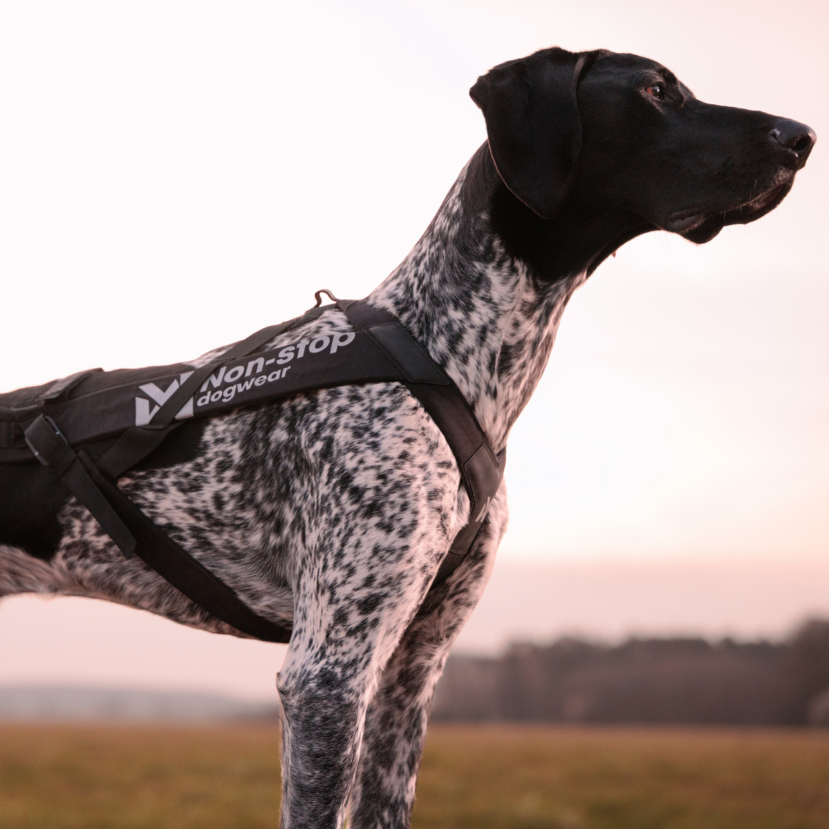 Freemotion harness pro