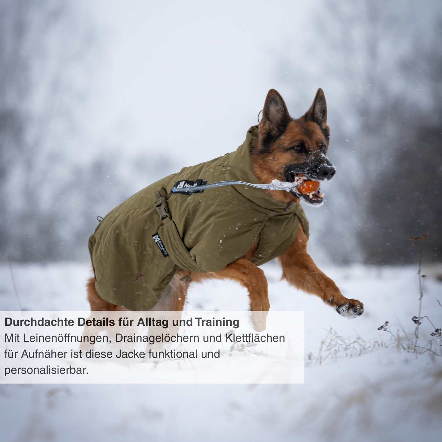 Glacier dog jacket WD
