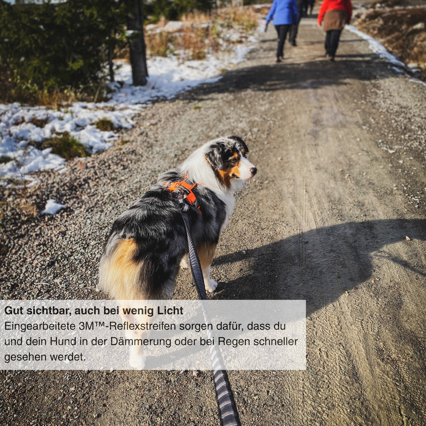 Touring bungee leash