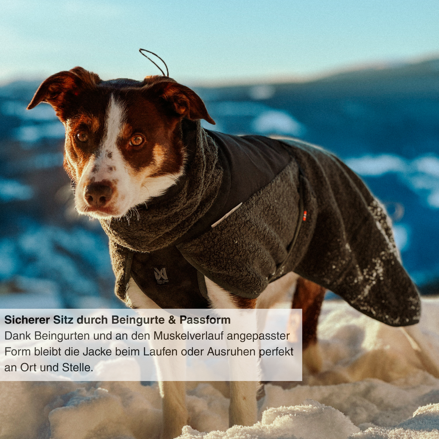 Wool dog jacket