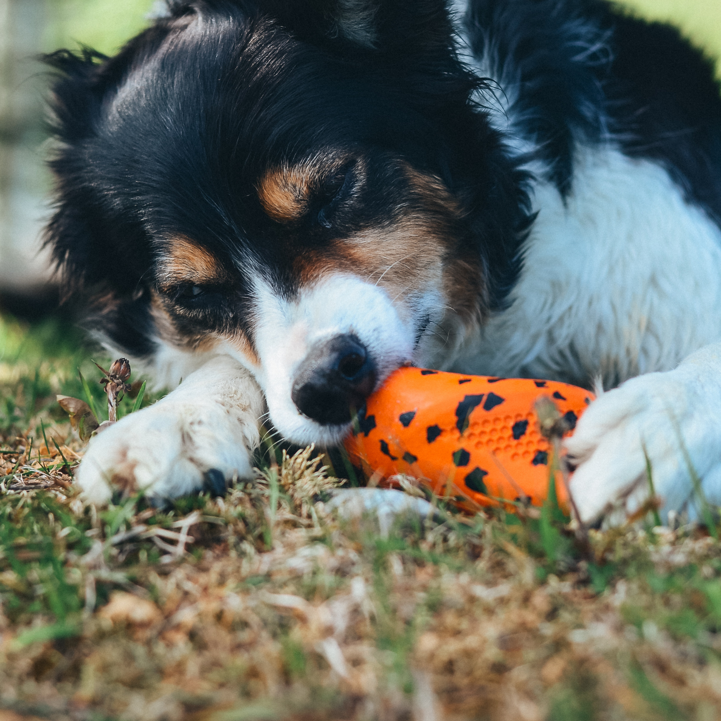 Dog throw toy