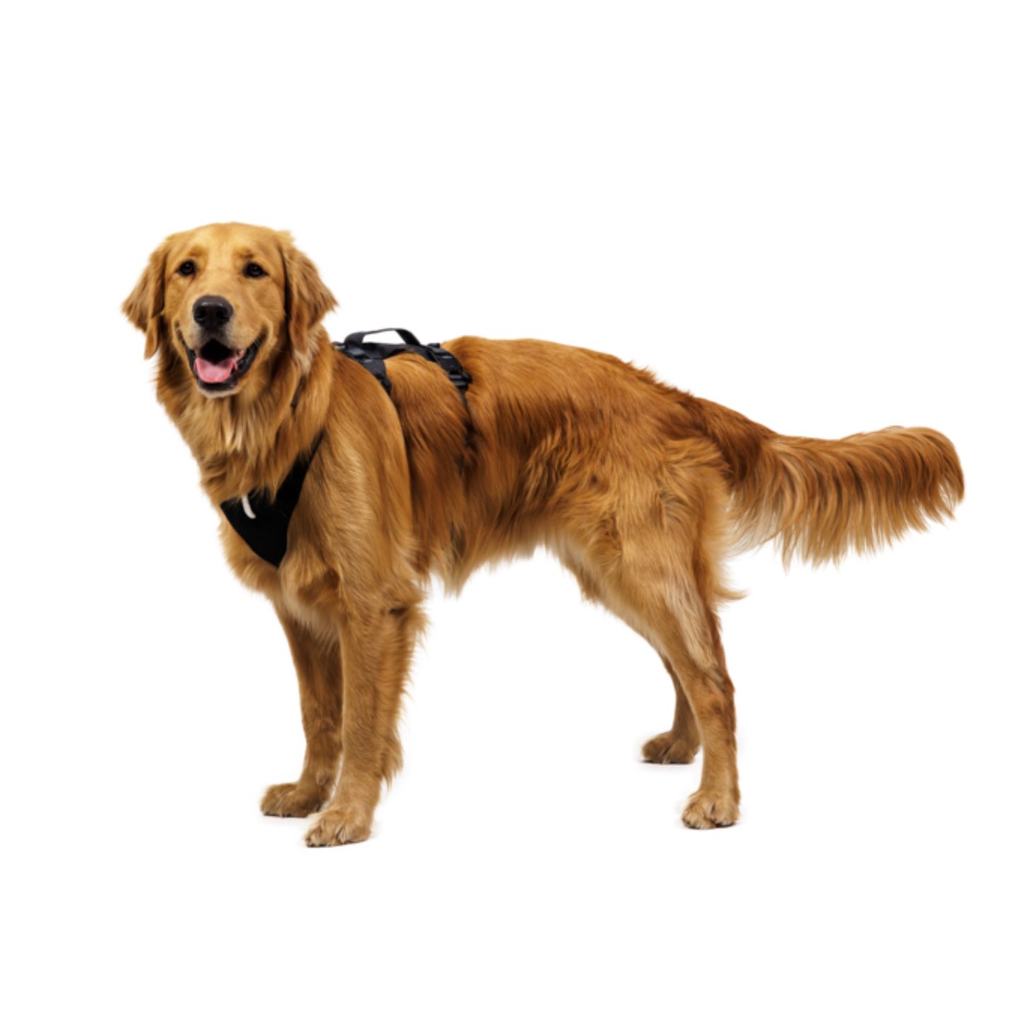 Ridgeline™ Collar