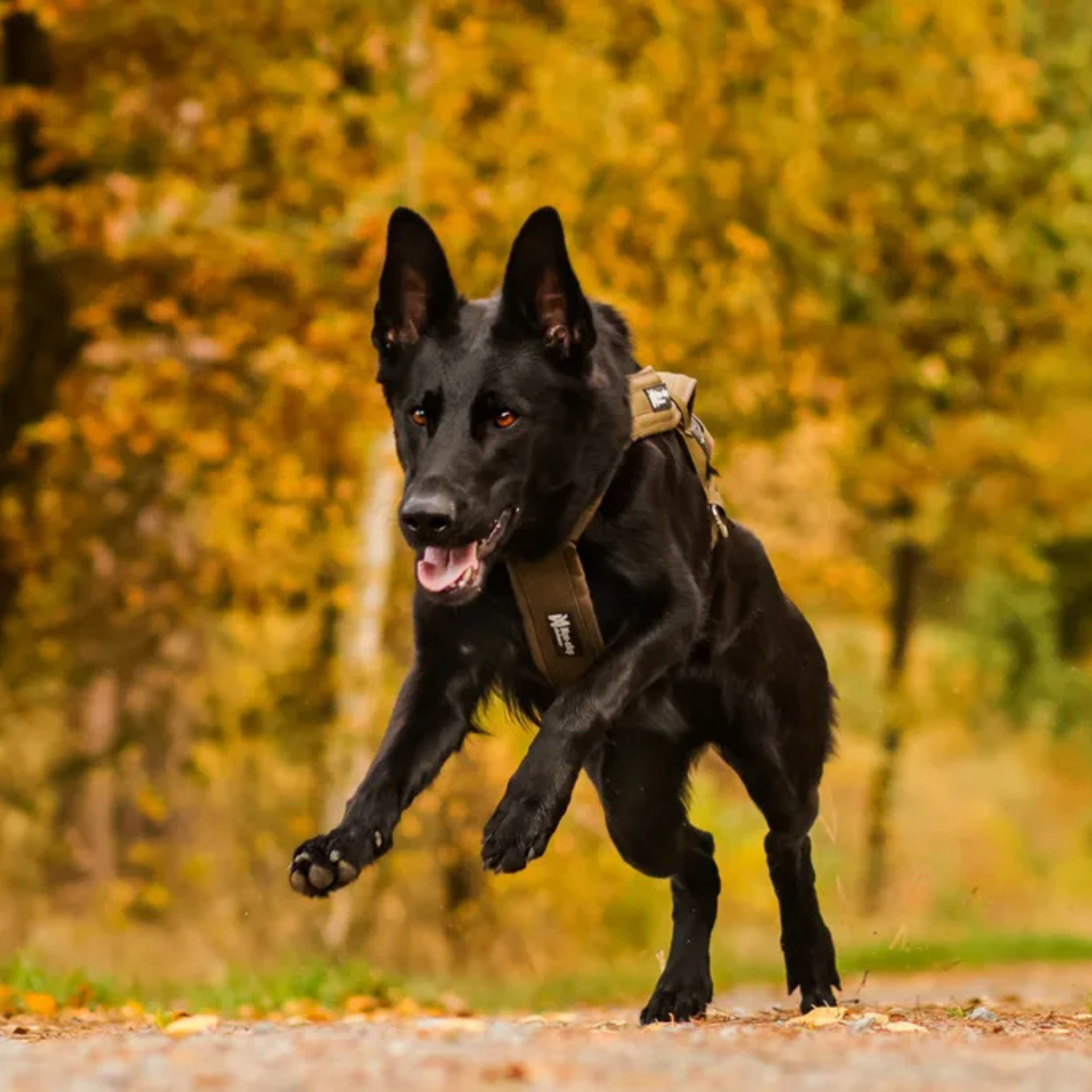 Freemotion harness defense | Outlet