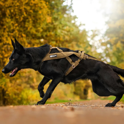 Freemotion harness defense | Outlet