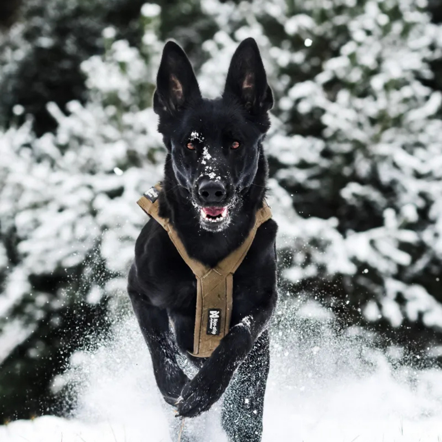 Freemotion harness defense | Outlet