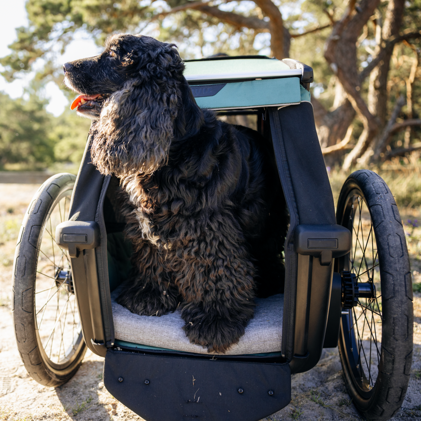 Thule Bexey M Hundeanhänger Set inkl. Hundebett M | Outlet