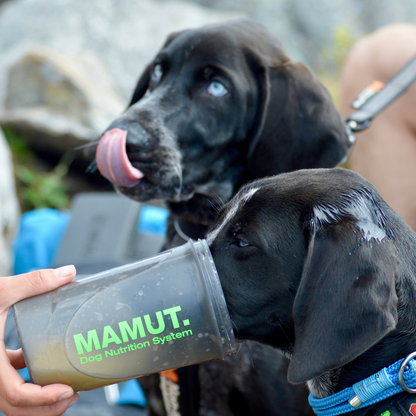 MAMUT Recovery Drink